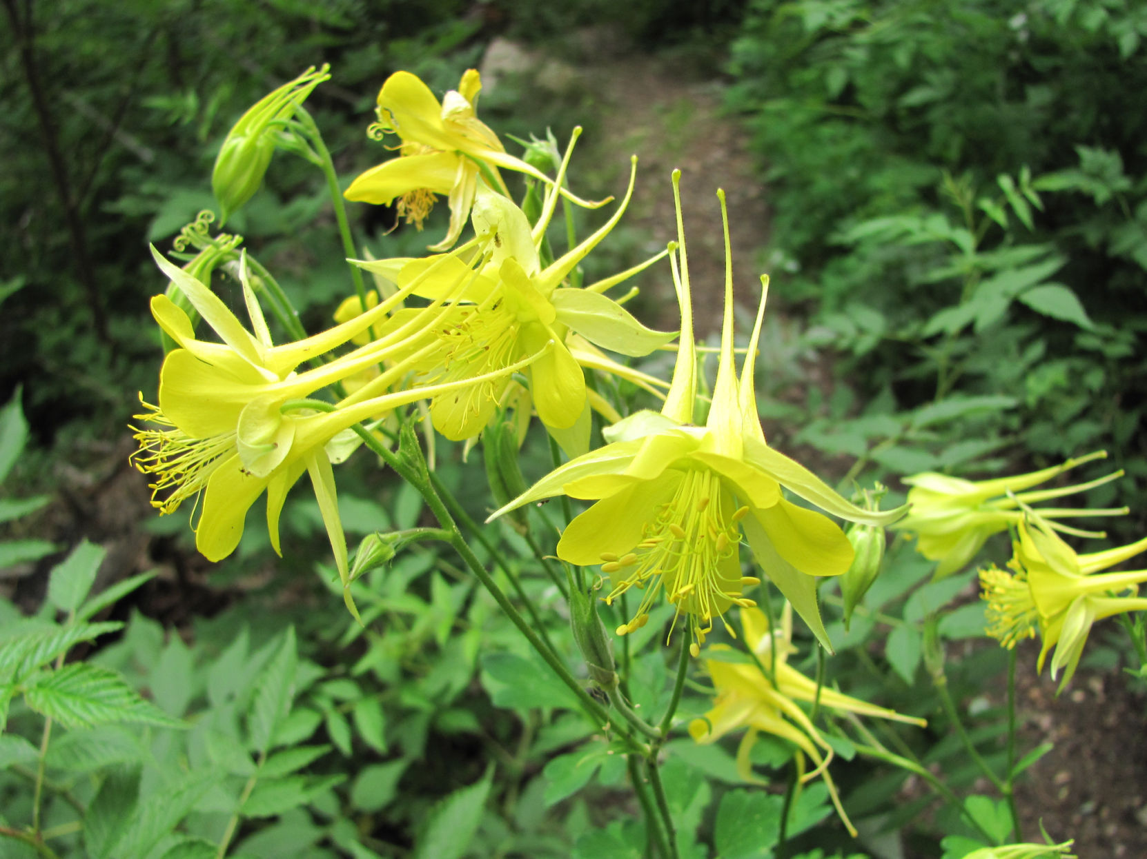 Classic hike: Mint Spring Trail is a treat for the senses